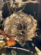 26th Oct 2018 - Clematis Seed head