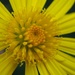 Yellow daisy centre by Dawn