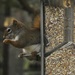squirrel-proof feeder by amyk