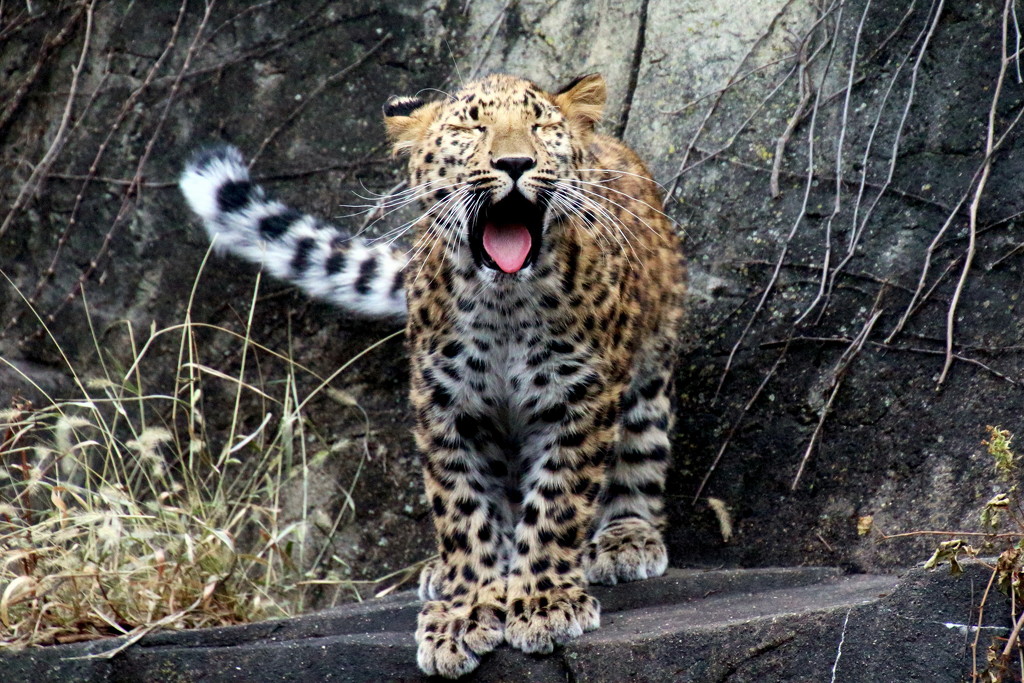 Leopard Cub Yawn by randy23