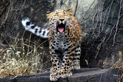26th Oct 2018 - Leopard Cub Yawn