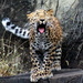 Leopard Cub Yawn by randy23