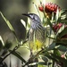 Wattle bird by pusspup
