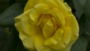 28th Oct 2018 - THE YELLOW ROSE .....