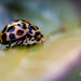 lady beetle  by ulla