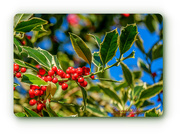 27th Oct 2018 - Holly Berries