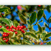 Holly Berries by carolmw