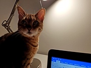 27th Oct 2018 - Academic kitty