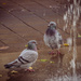 Meeting at the fountain by haskar