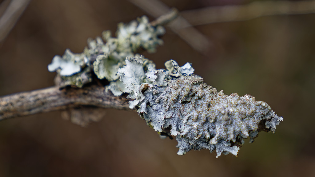 fungus closeup by rminer