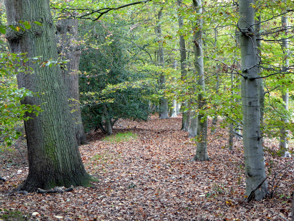 Idyllic rural autumn path??? by gaf005