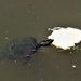 Turtle In The Murky Water ~ by happysnaps