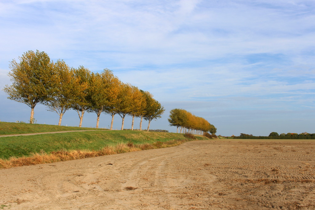 Autumn trees on a slapers (old) dike by pyrrhula