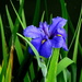 Blue Iris by 777margo