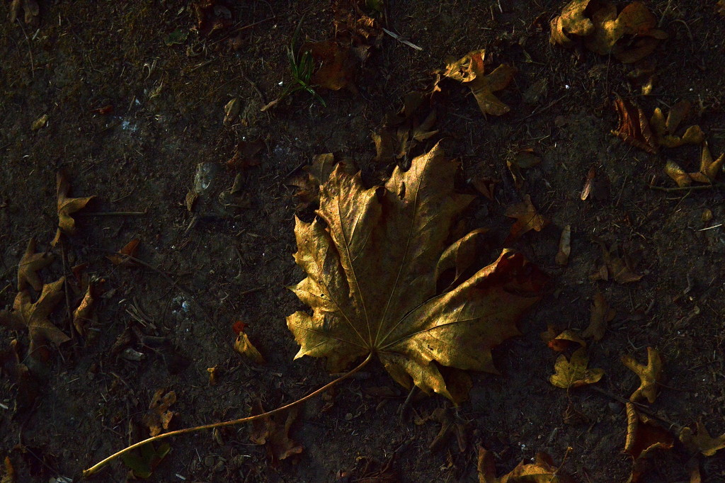 Autumn Leaf by redandwhite