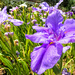 Iris in abundance by ludwigsdiana