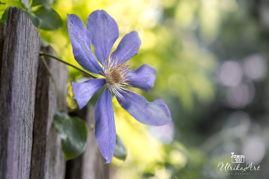 Clematis by ulla