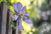 28th Oct 2018 - Clematis