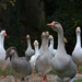 Geese by parisouailleurs