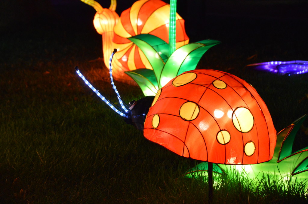 Ladybug Lantern by bigdad