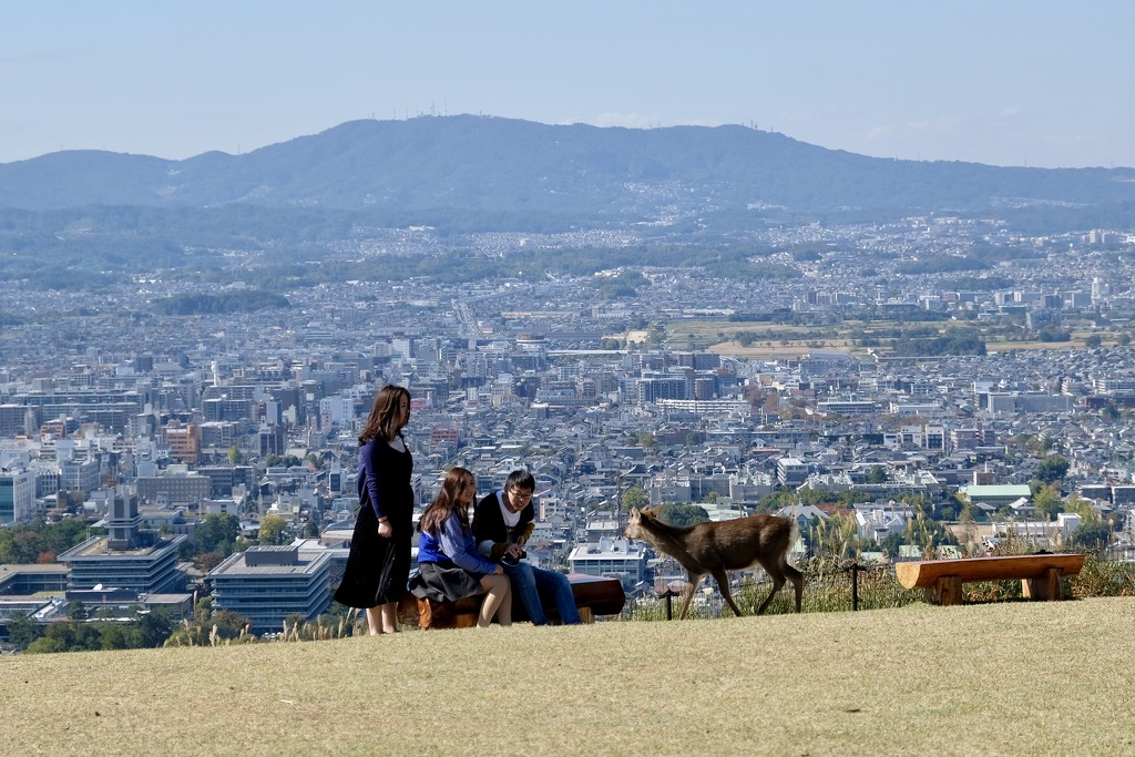View on Nara by vincent24