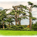 Cedar Trees,Attingham Park,Shropshire by carolmw