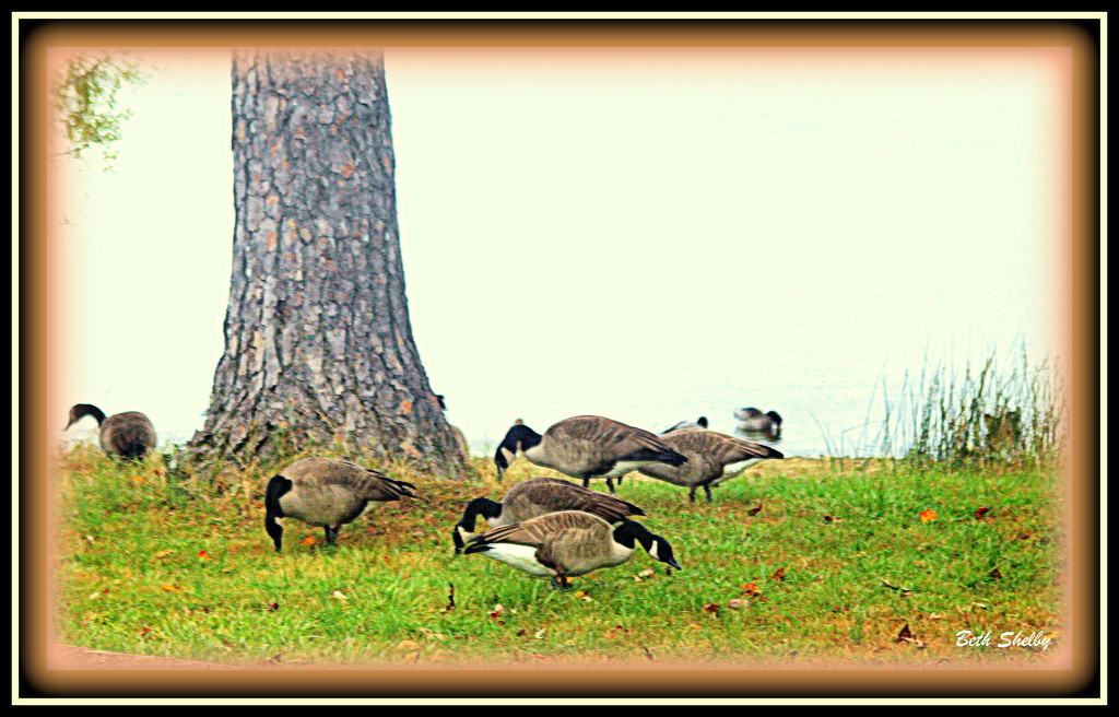 Six Geese A-Grazing by vernabeth