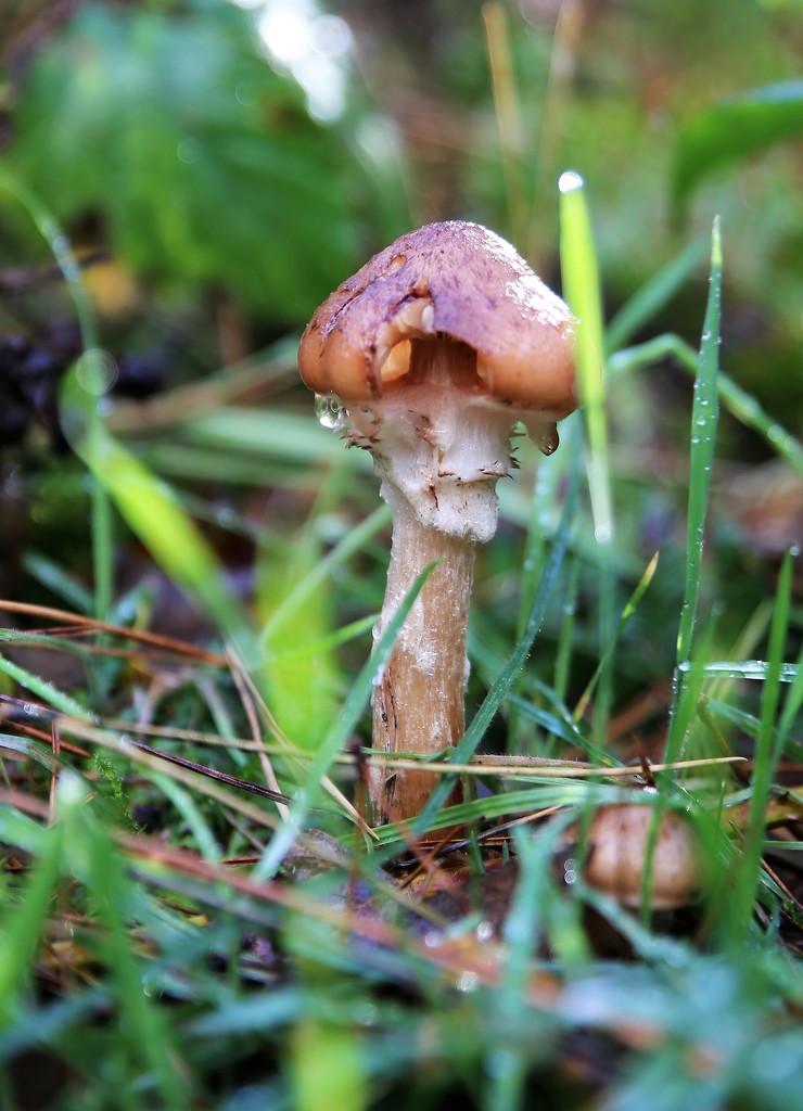 Mushroom & Raindrop by phil_sandford