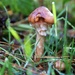 Mushroom & Raindrop by phil_sandford
