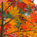 True Autumn Colors by seattlite