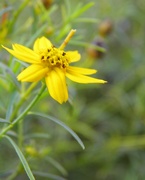 27th Oct 2018 - October 27: Coreopsis