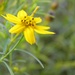 October 27: Coreopsis by daisymiller