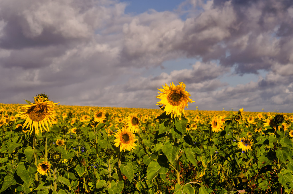 Sunflowers and Storm Clouds by fbailey