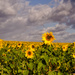 Sunflowers and Storm Clouds by fbailey