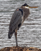 28th Oct 2018 - Great Blue Heron on a cold windy grey day