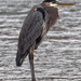 Great Blue Heron on a cold windy grey day by rminer