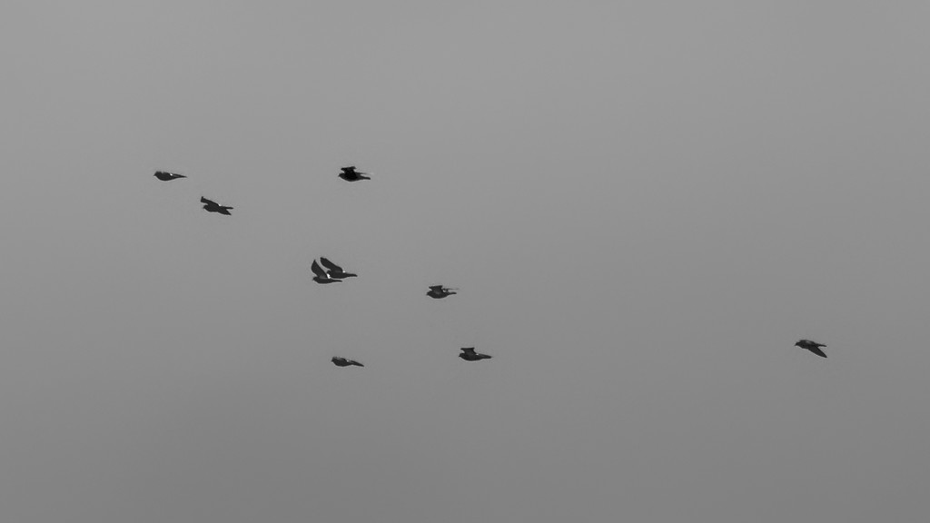 Birds in flight by rminer