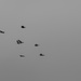 Birds in flight by rminer