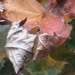 Leaf by jokristina