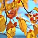 Sunny Fall Day by lynnz