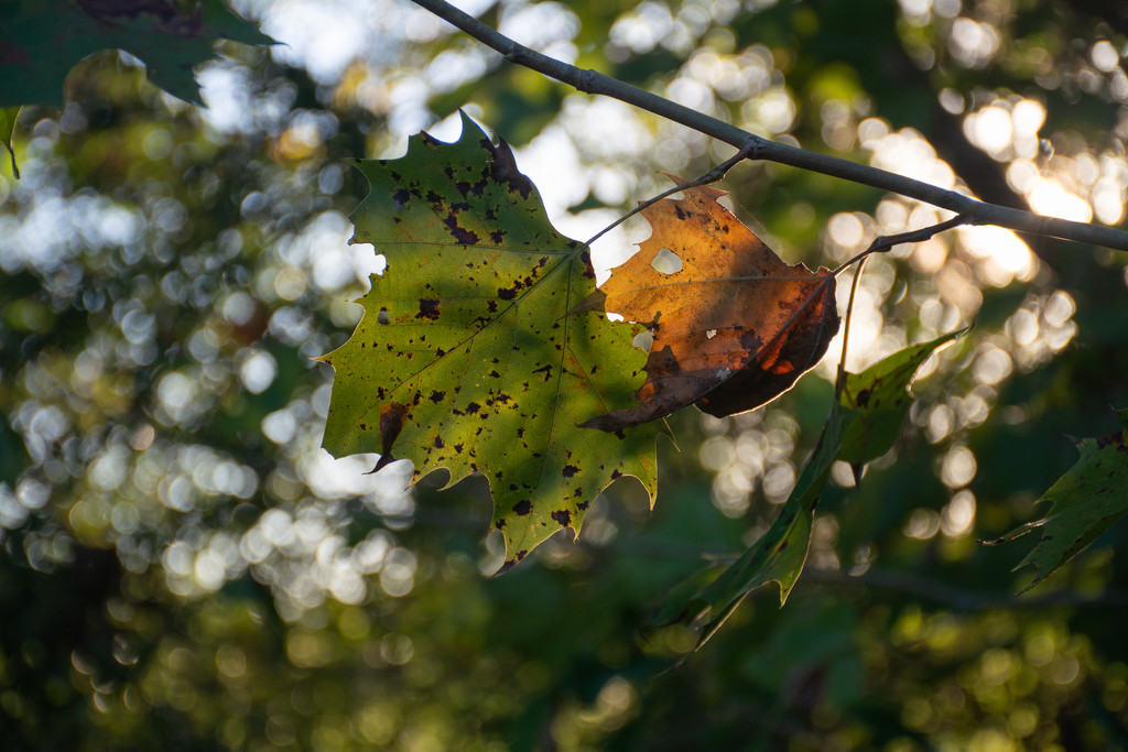 Leaves and bokeh... by thewatersphotos