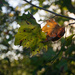 Leaves and bokeh... by thewatersphotos