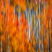 The Beauty of the Aspens by exposure4u