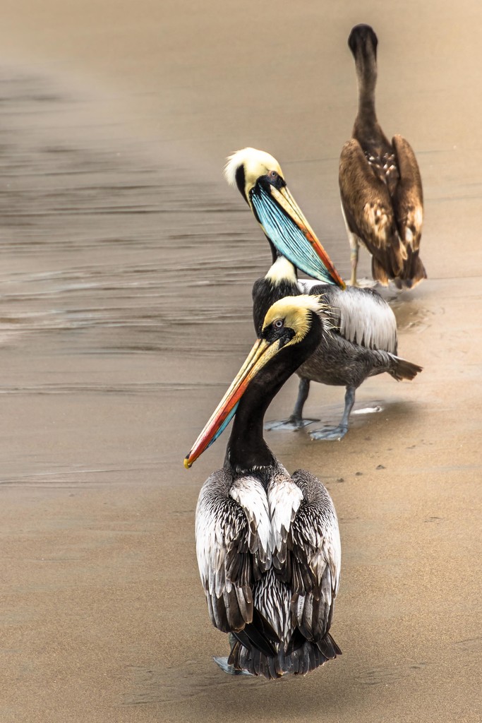 The Pelicans of Chorillos Bay by darylo