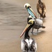 The Pelicans of Chorillos Bay by darylo