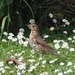 Mrs Thrush by Dawn