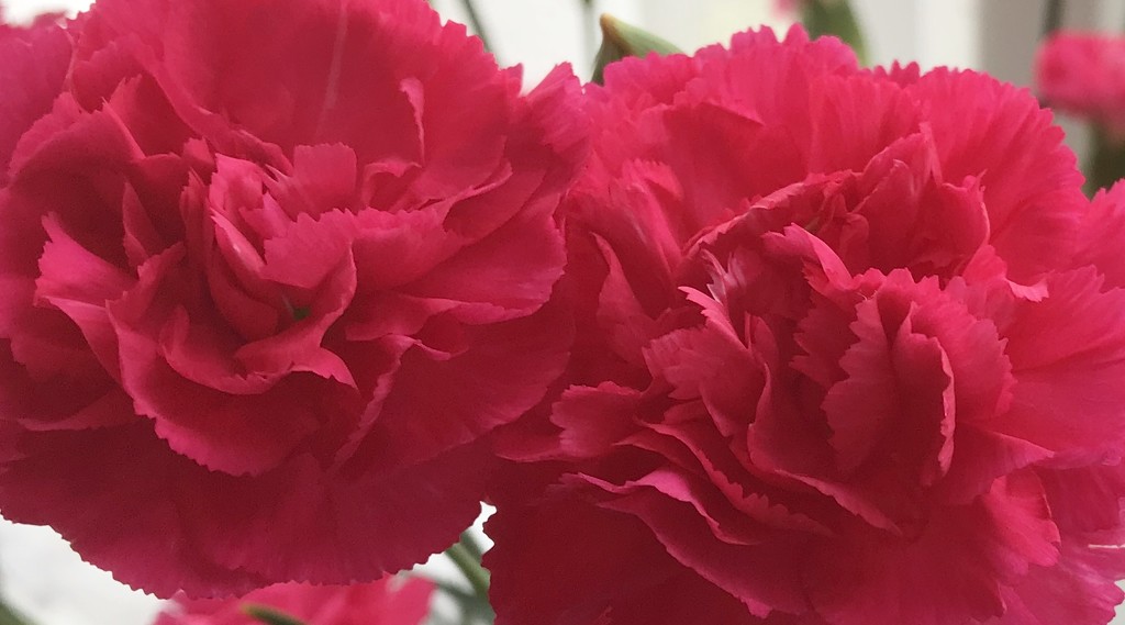 Red Carnations.... by anne2013