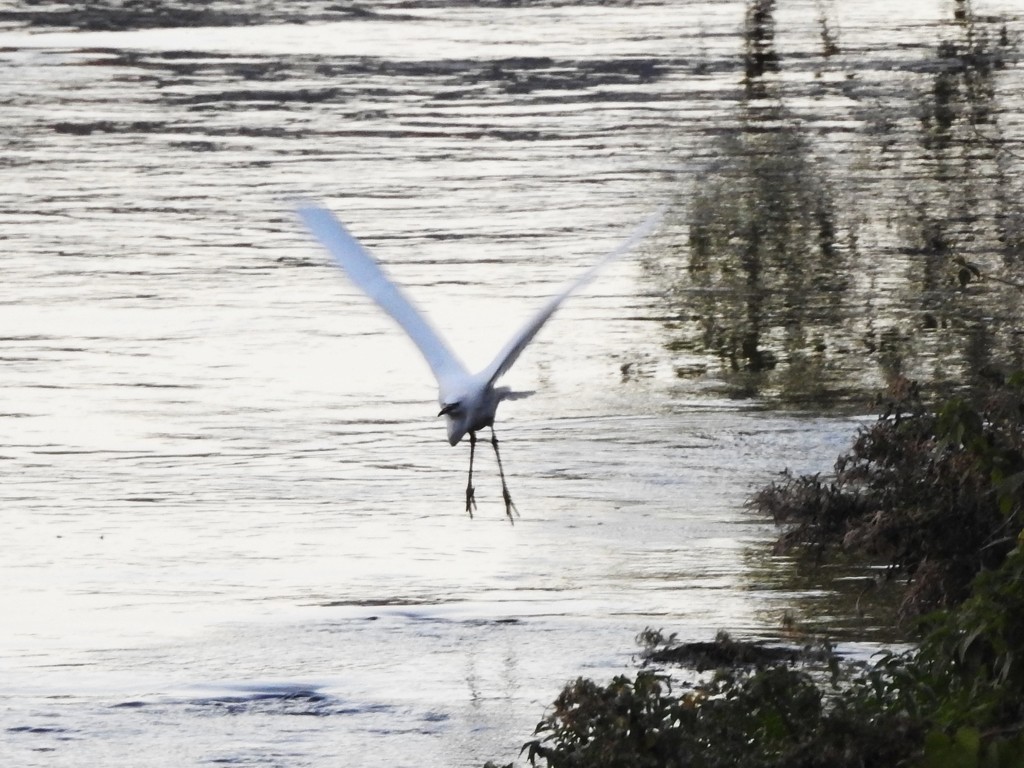 One Egret Flying by oldjosh