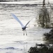 One Egret Flying by oldjosh
