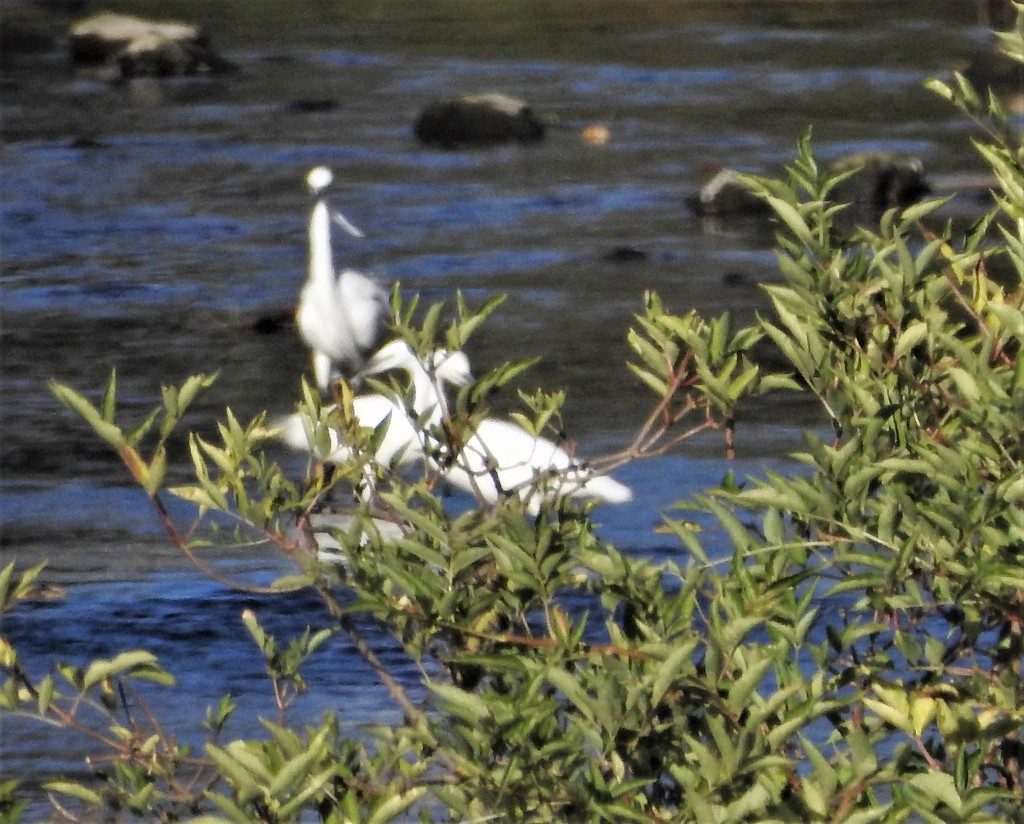 Three Egrets Hiding by oldjosh